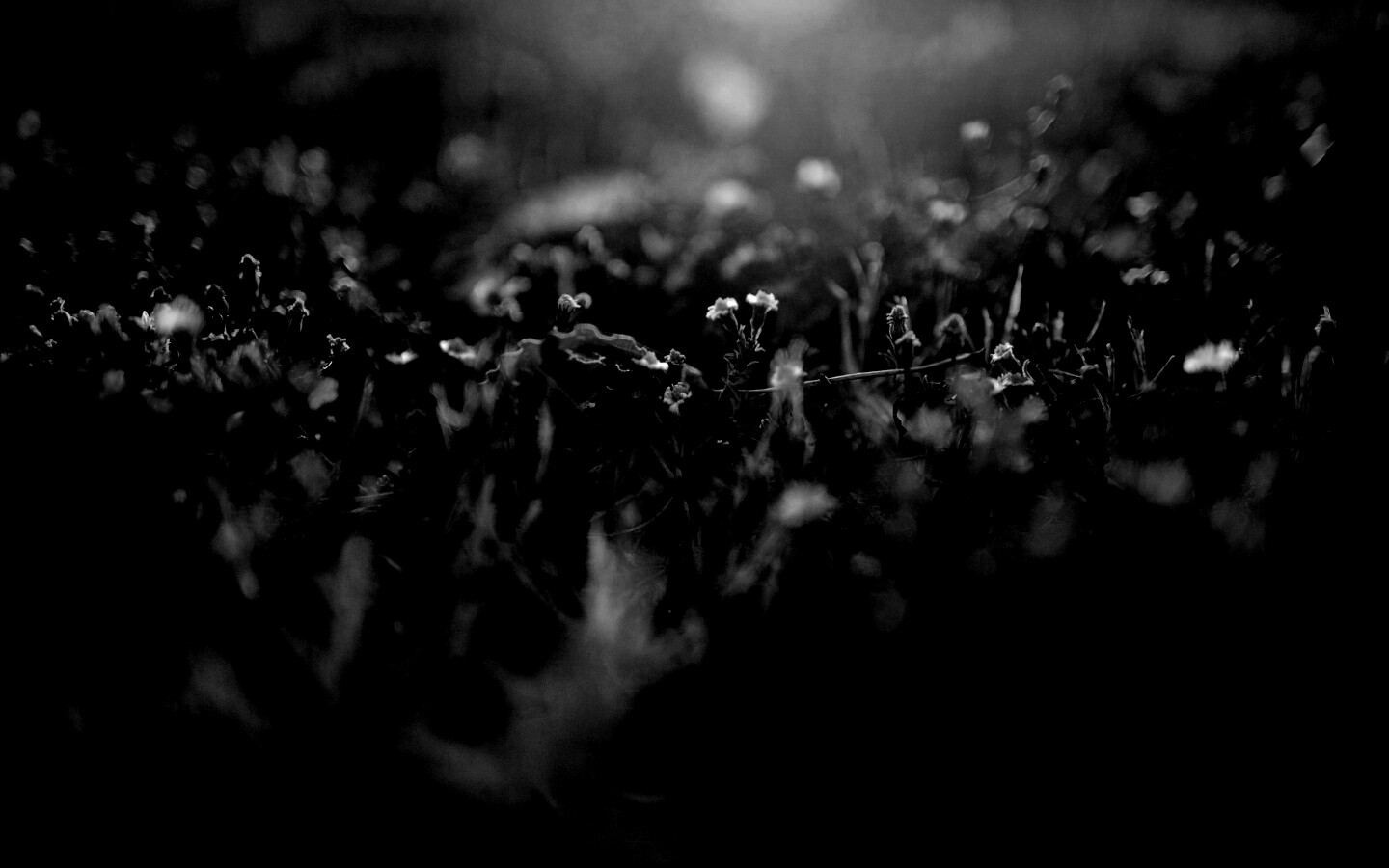 Полевые цветы в закатном солнце обои