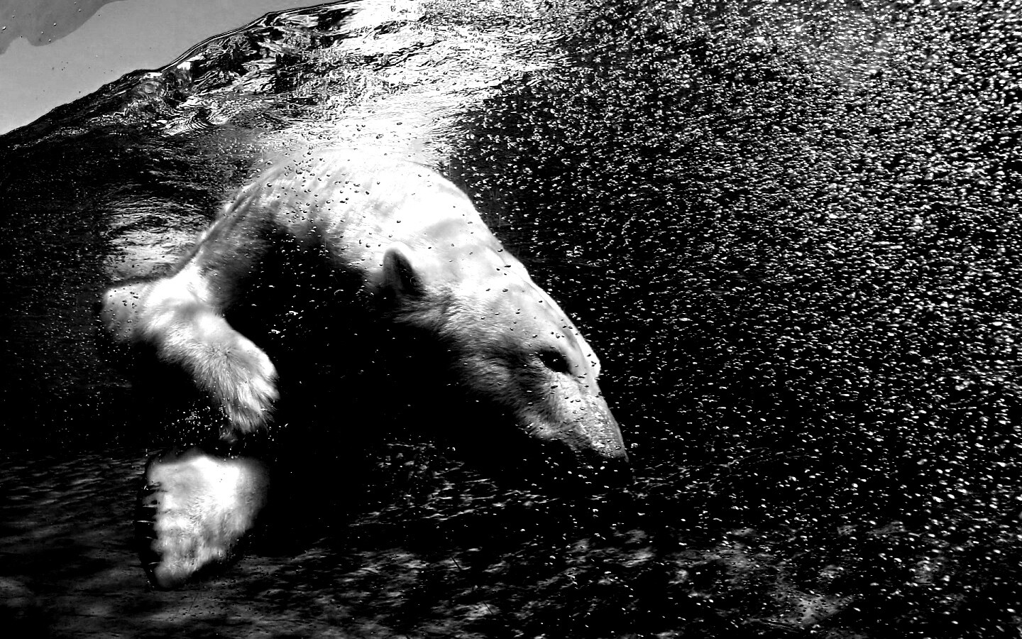 Нырнувший белый медведь обои