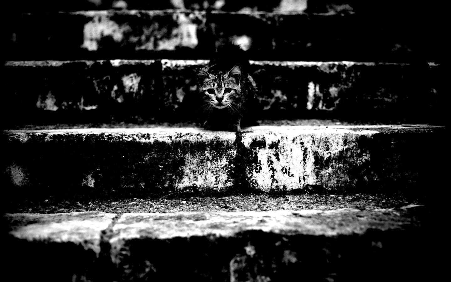 Растрепанная кошка на ступеньках лестницы обои