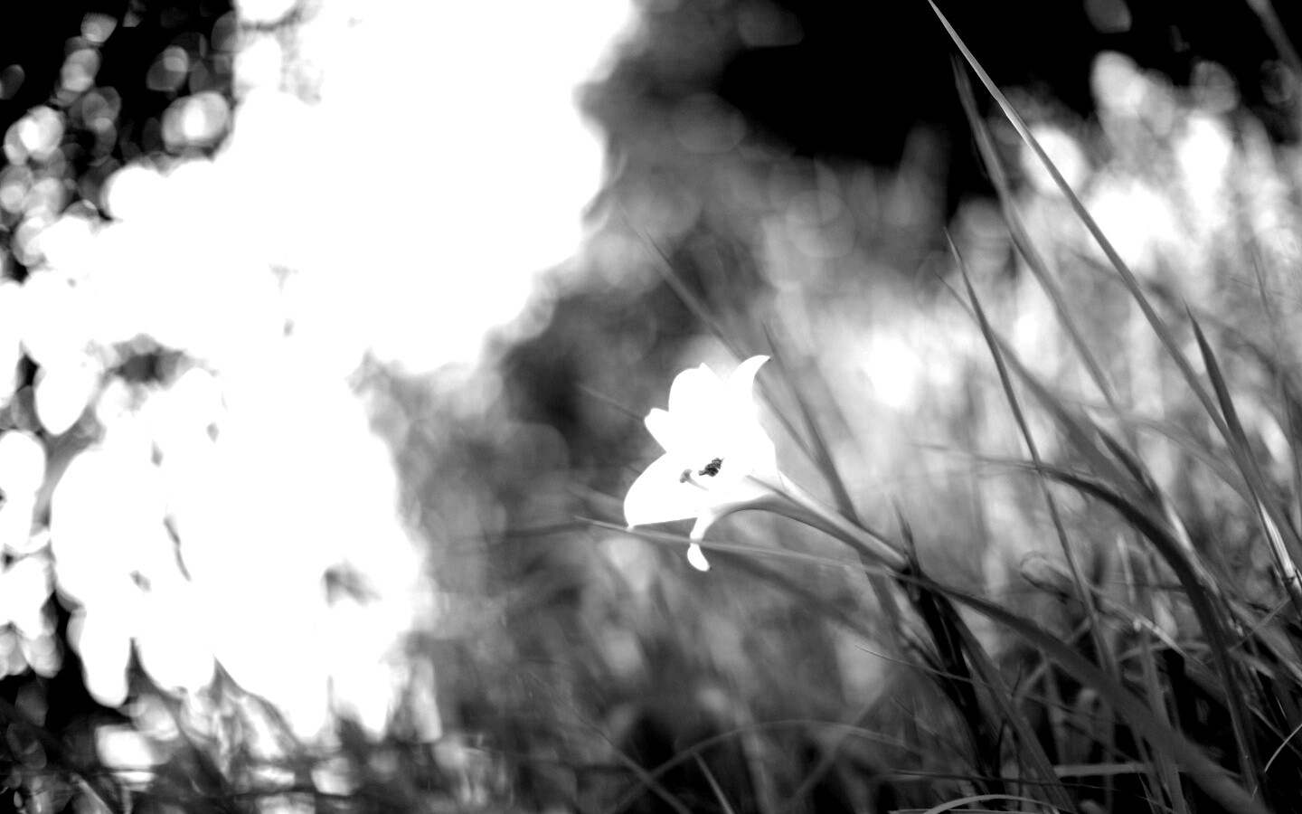 Цветок затерявшийся в траве обои