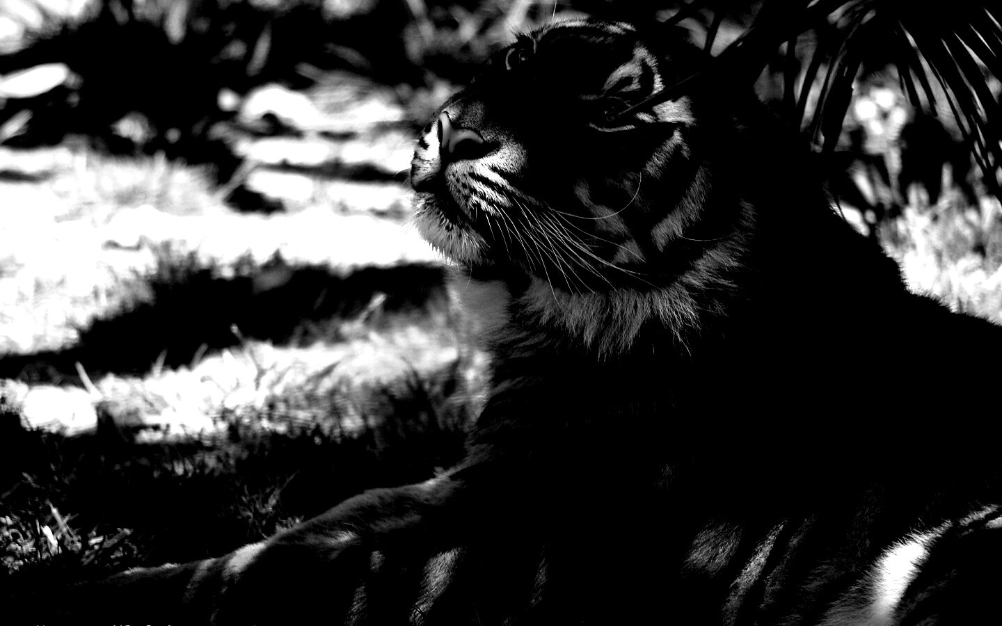 Отдыхающий в теньке хищник обои