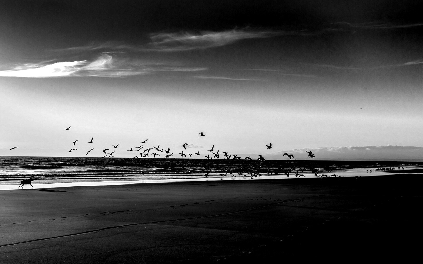 Стая птиц на пляже обои