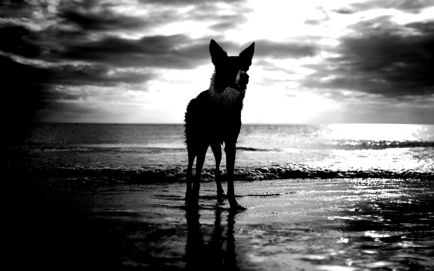 Собачка на пляже обои