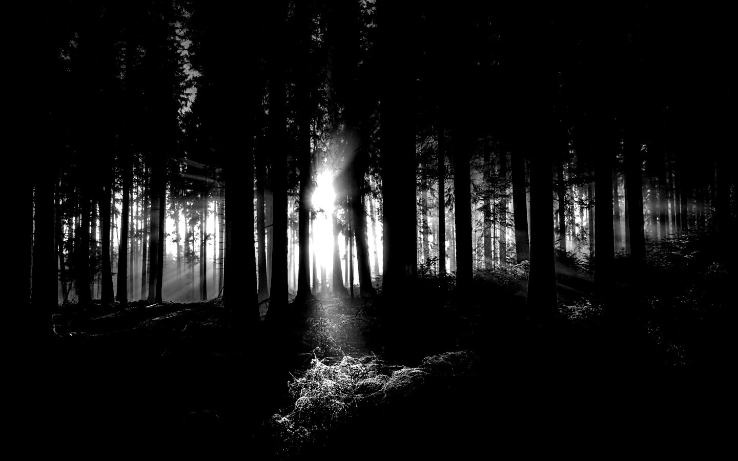 Свет пробивается сквозь стволы деревьев обои