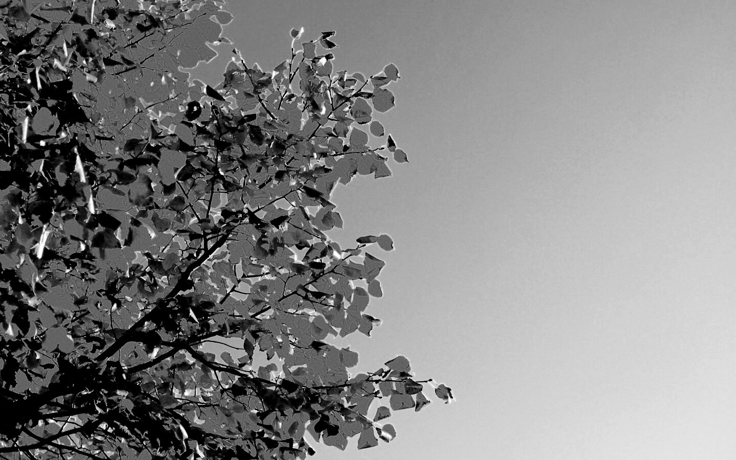 Ветви с пожелтевшими листьями на фоне неба обои