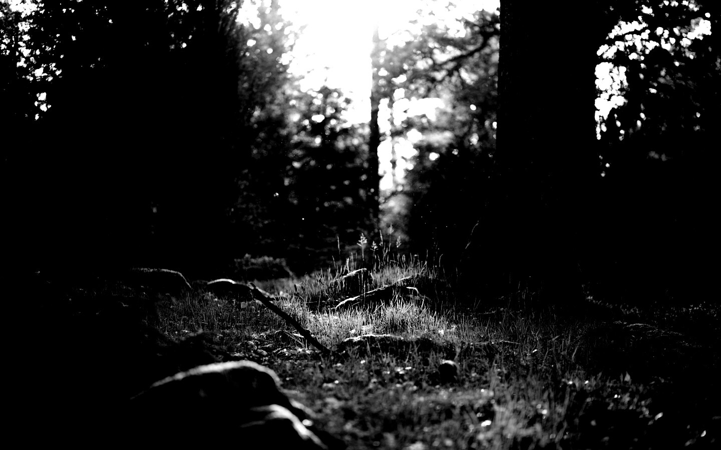 Лето в лесу обои