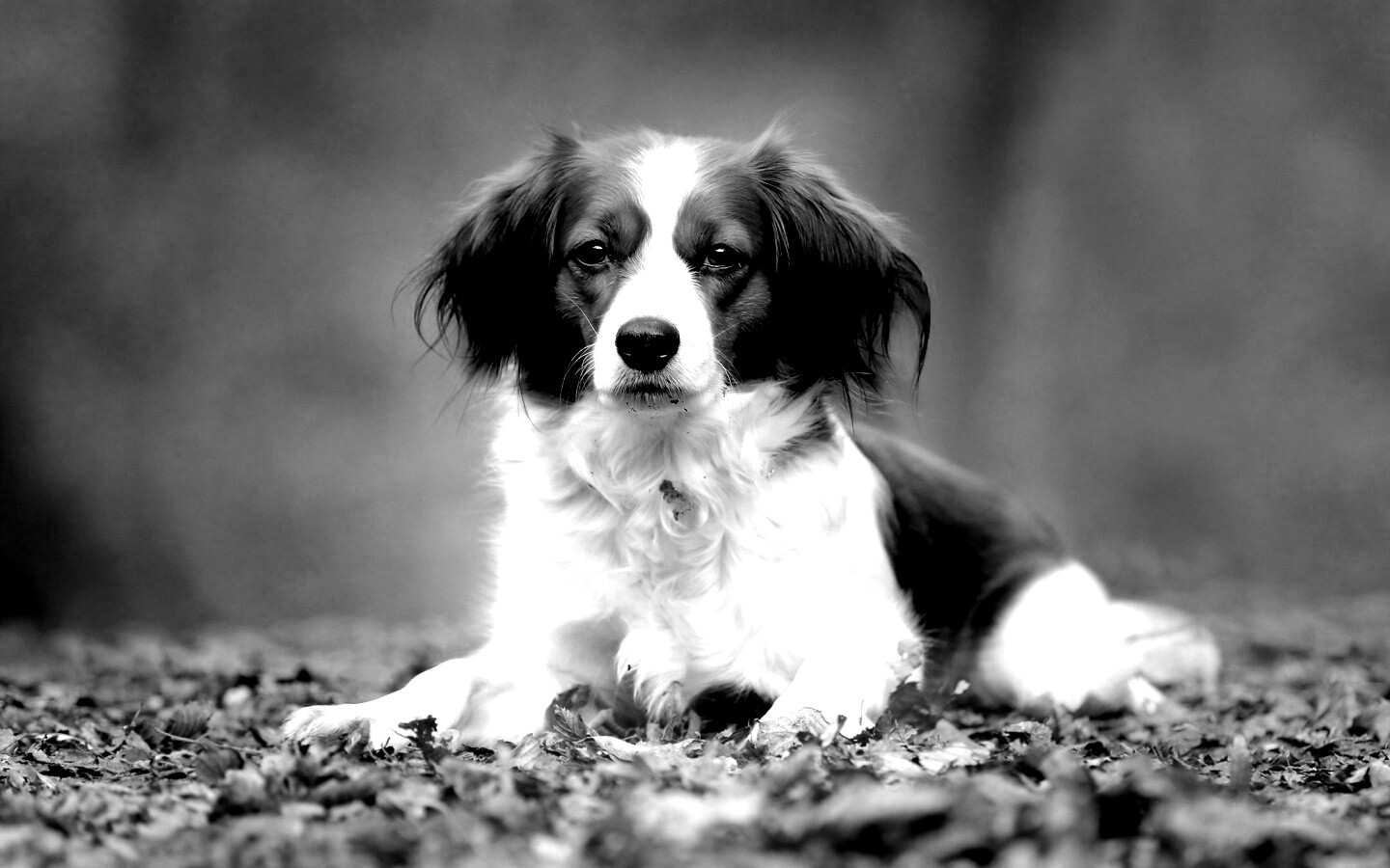 Собака на ковре из осенних листьев обои