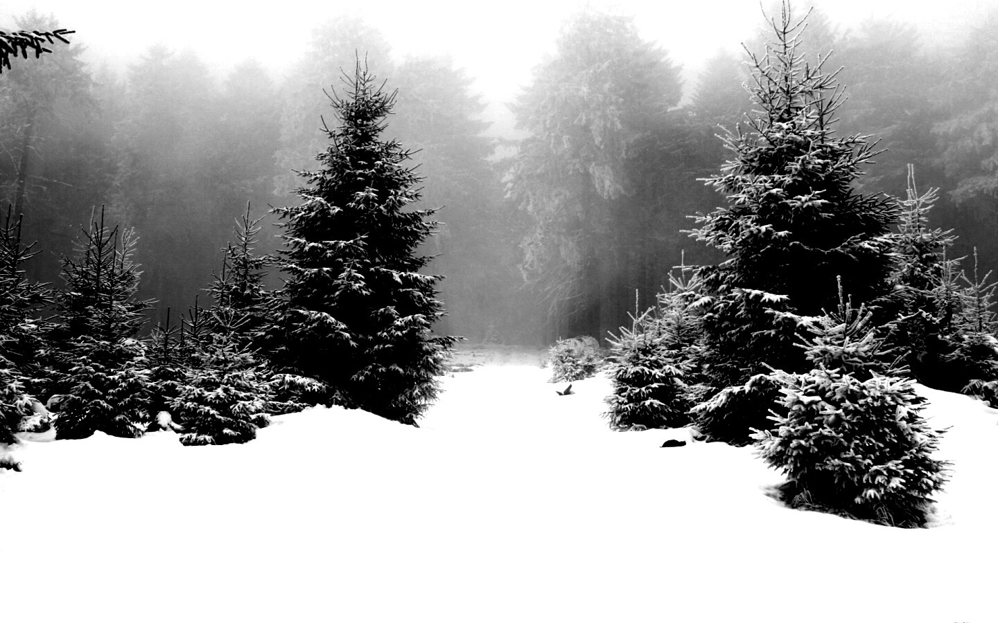 Ёлки в сугробах обои