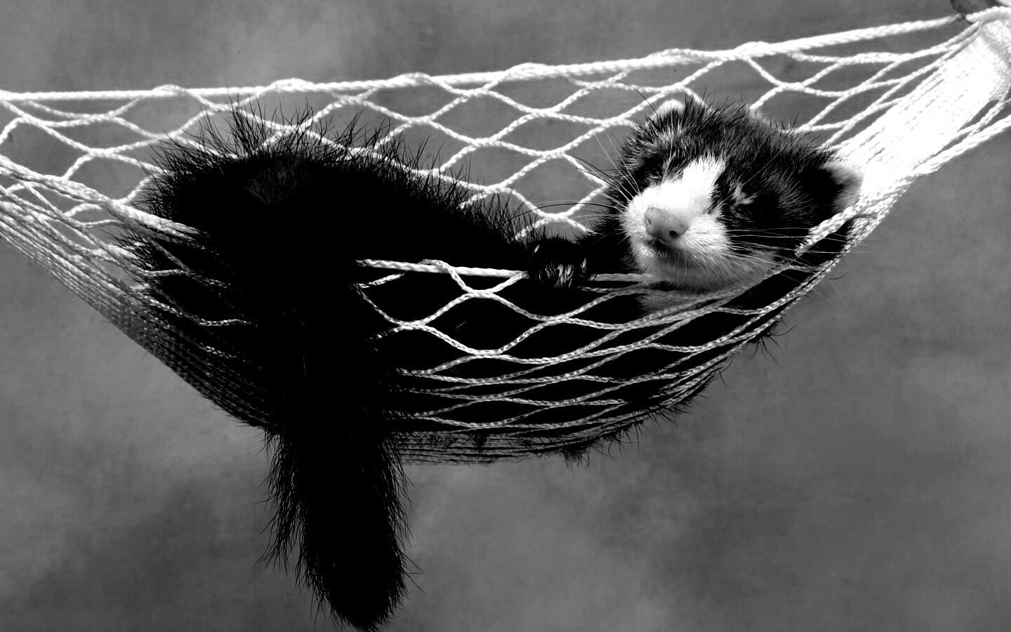 Хорек в гамаке обои