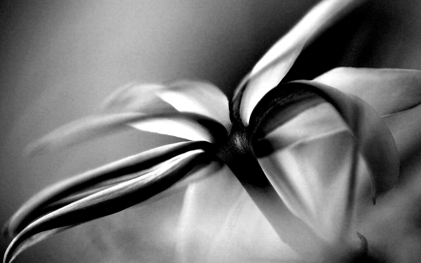 Цветок обои