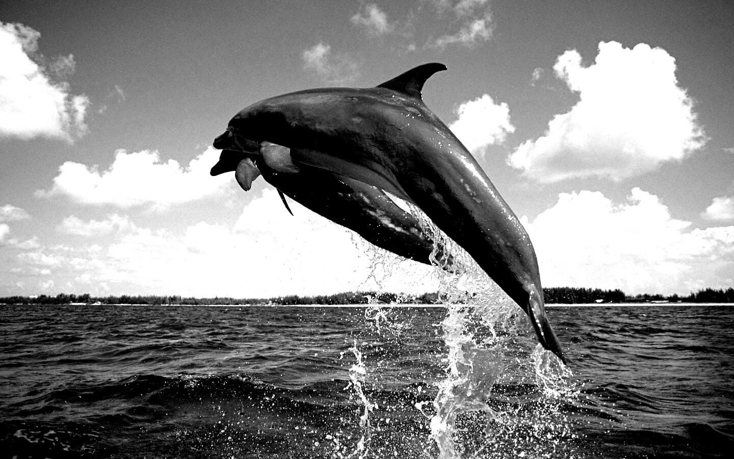 Дельфины обои