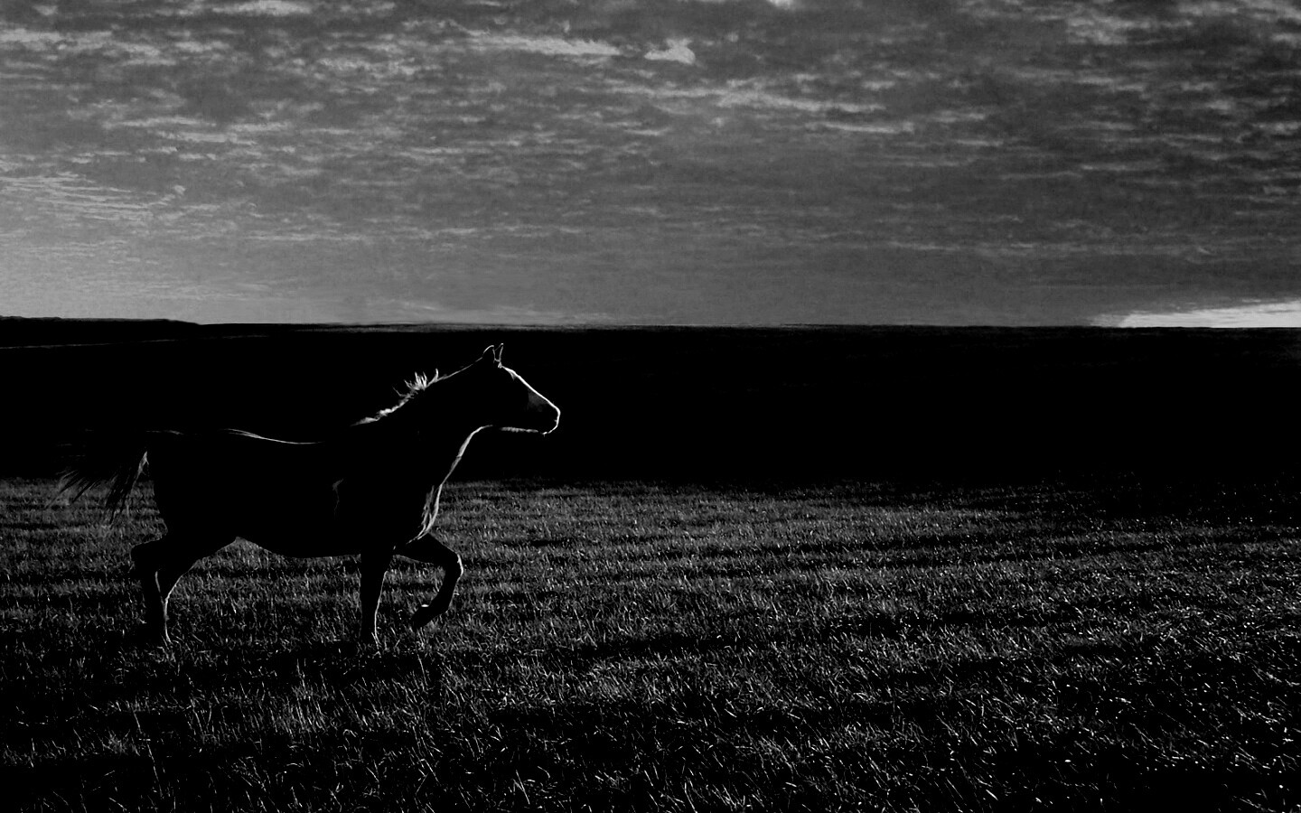 Мустанг обои