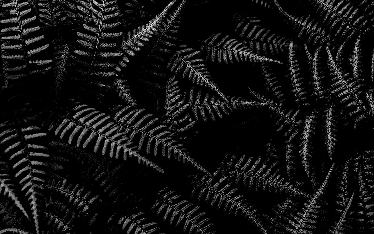 Папоротник обои