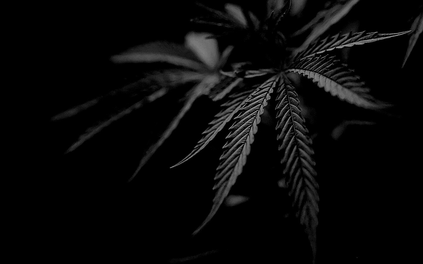 Марихуана обои