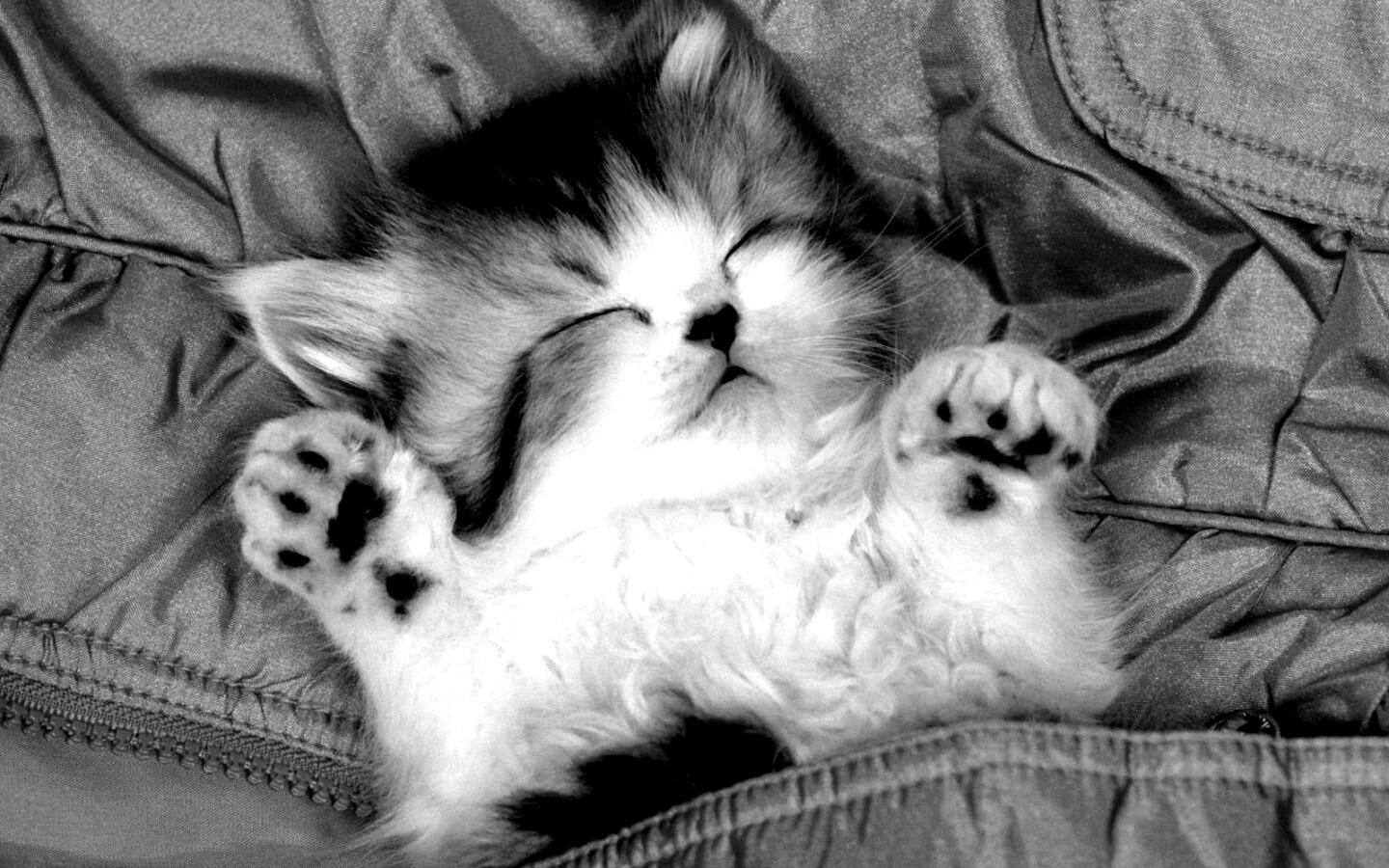 Котенок на розовой куртке обои