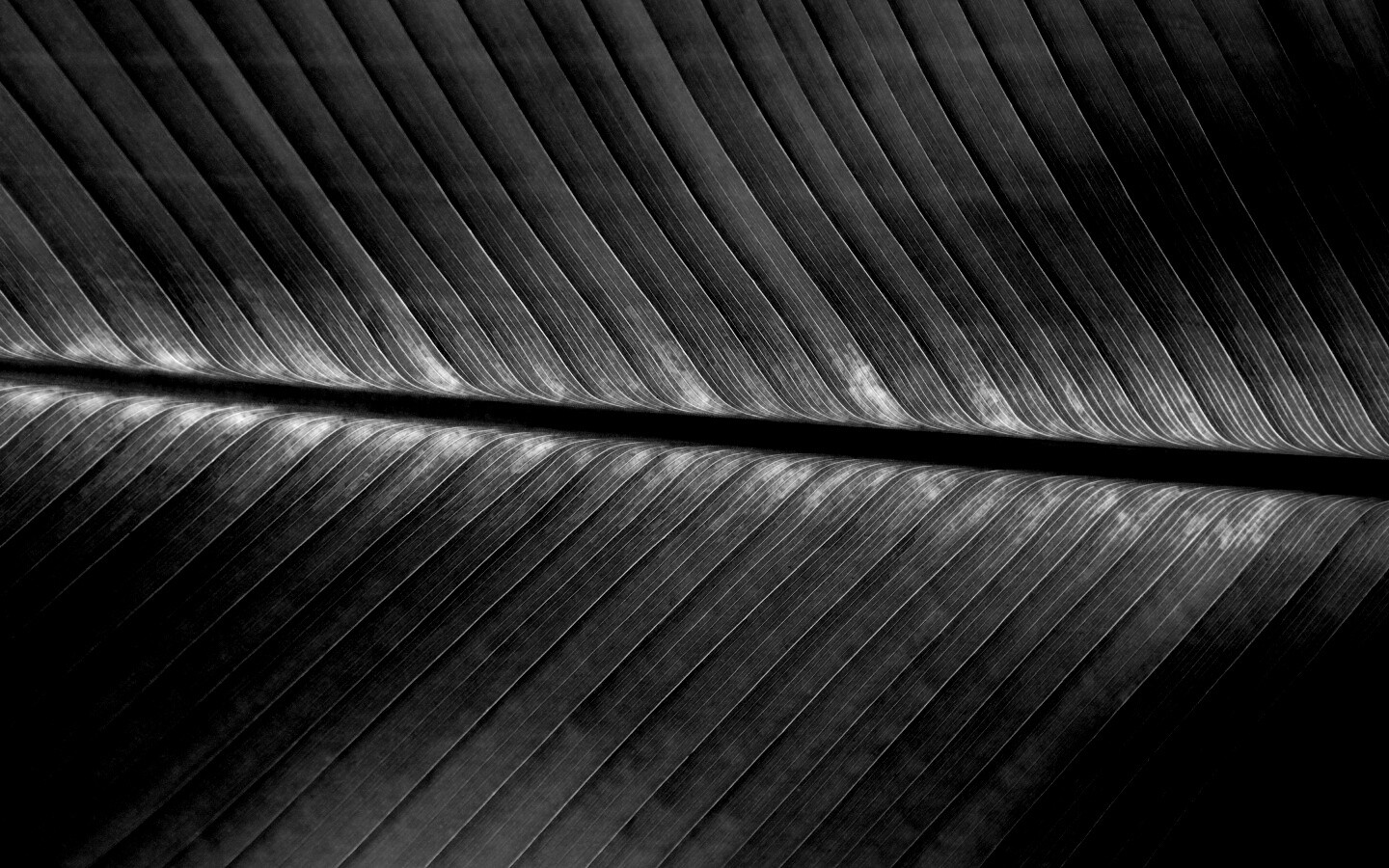 Пальмовый лист на солнце обои