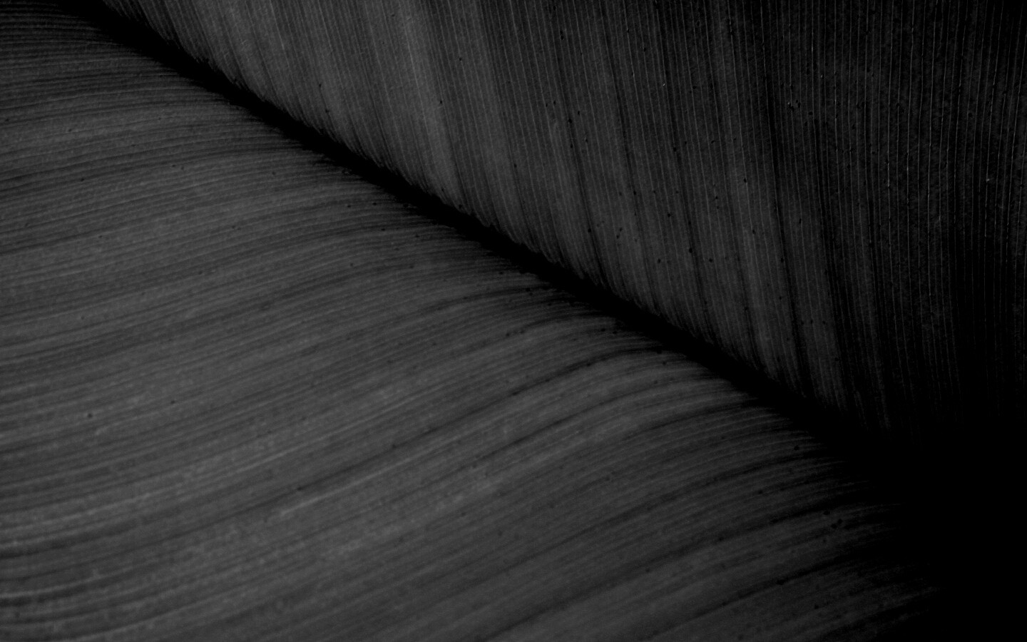 Зеленый лист обои