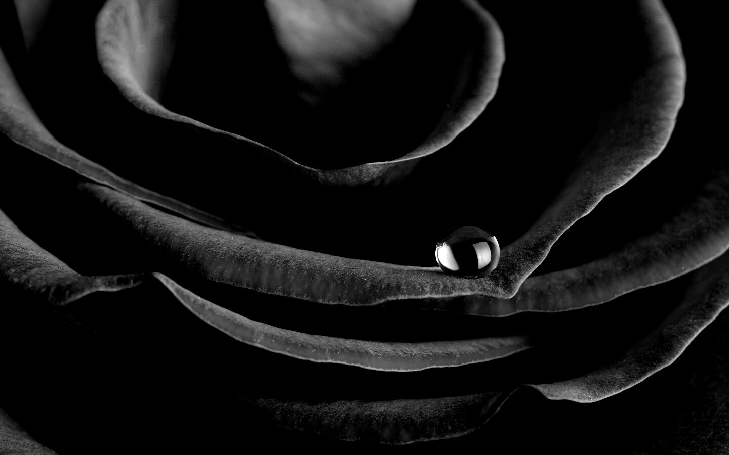 Капля воды на лепестке розы обои