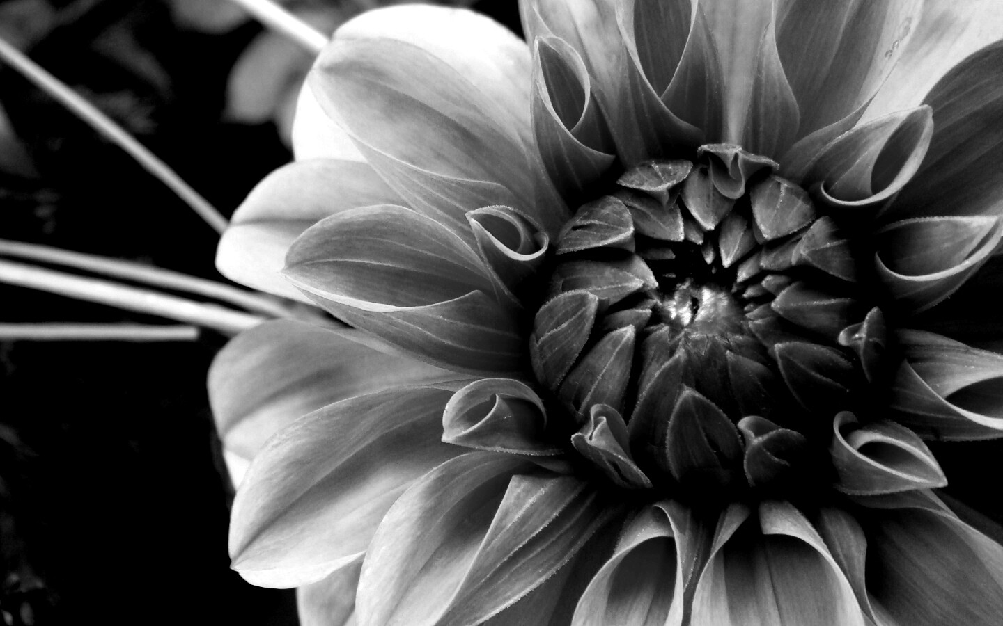 Аленький цветочек обои