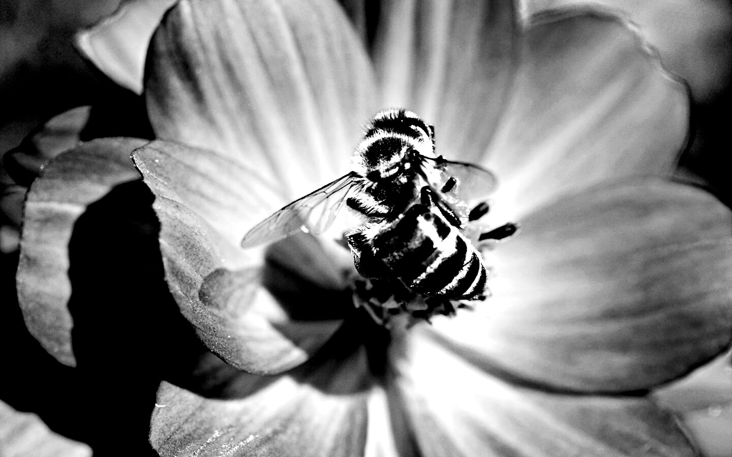 Пчела на цветке обои