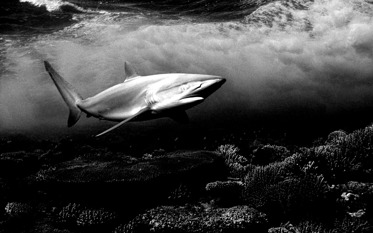 Акула в море обои