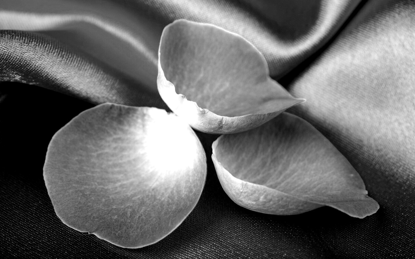 Лепестки розы на голубой ткани обои