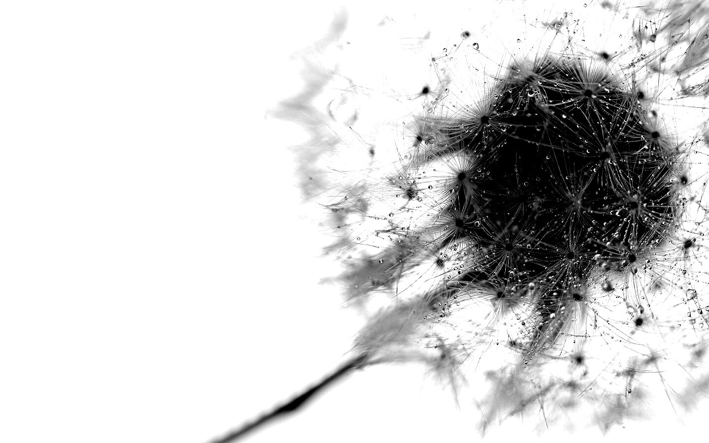 Одуванчик  обои