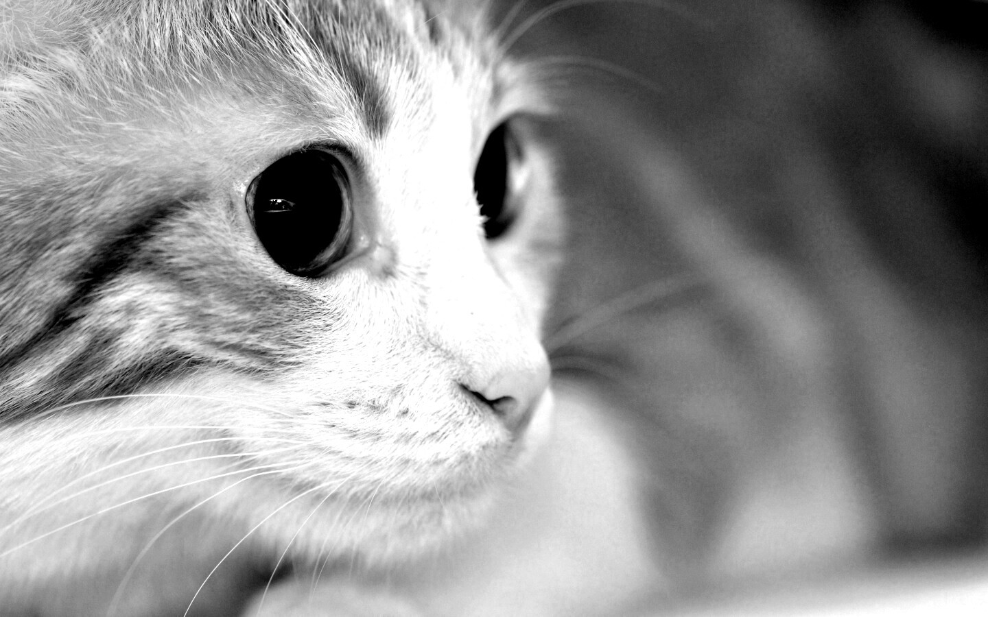 Кот с большими глазами обои