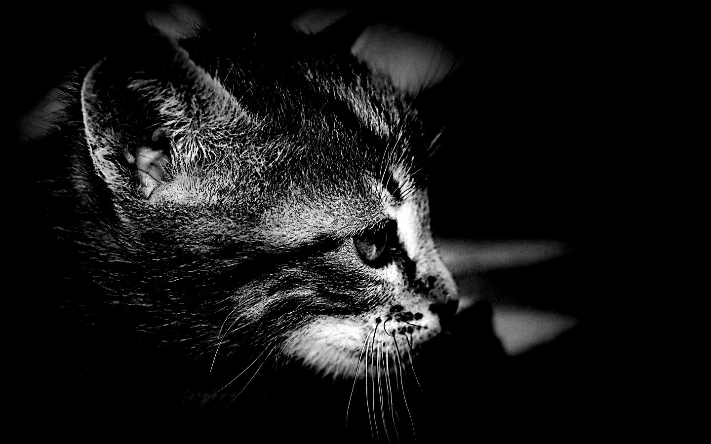 Котенок с голубыми глазами обои