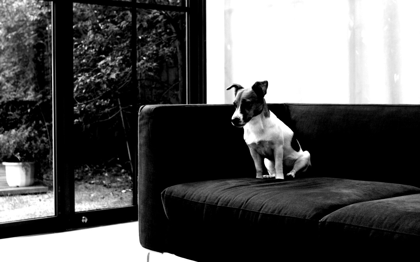 Пес на диване обои