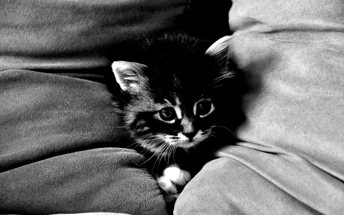 Котенок в подушках обои