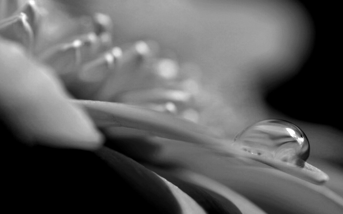 Пламенный цветок обои