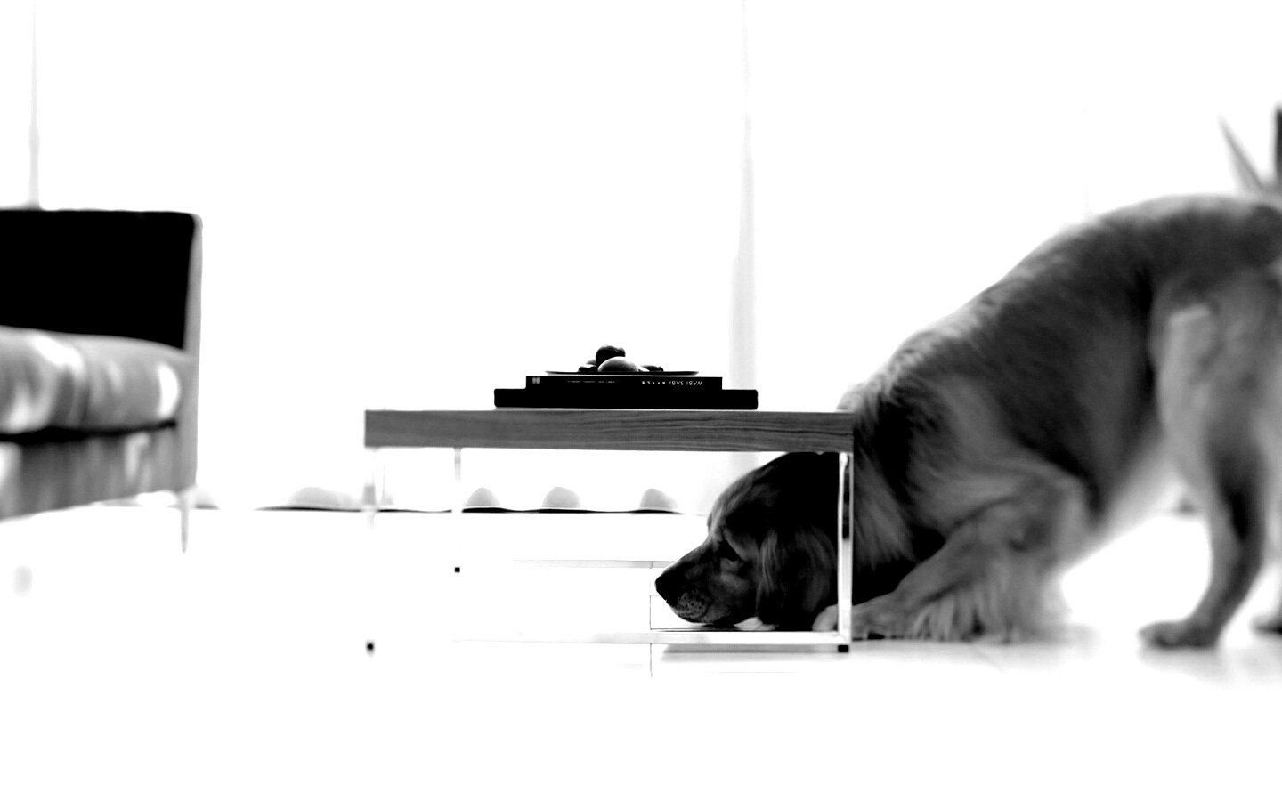 Большая собака под маленький столик обои