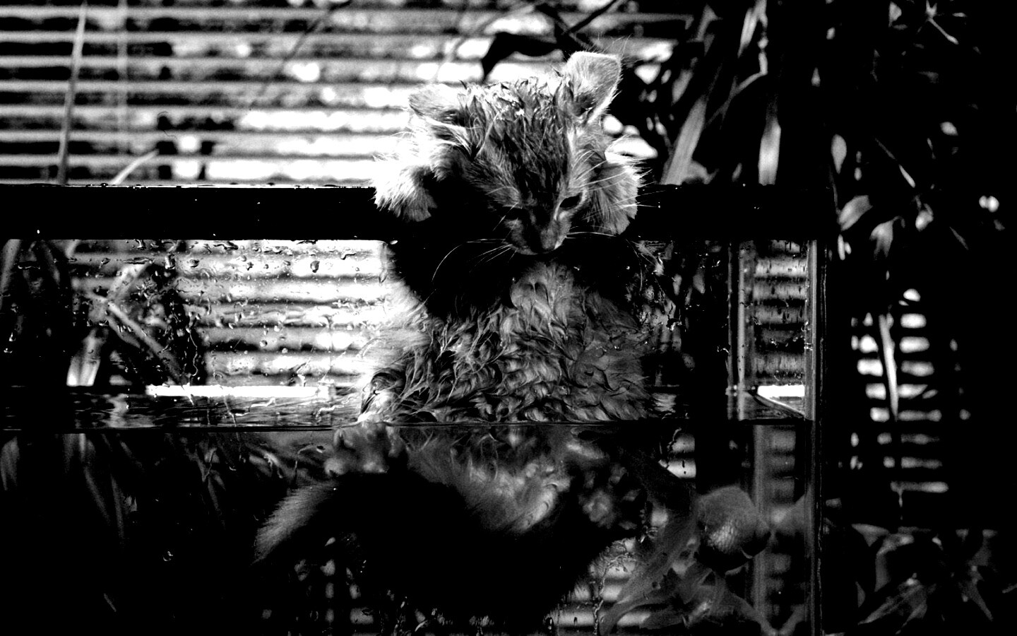 Мокрая киска обои