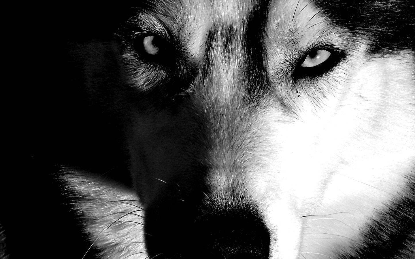 Собака с голубыми глазами обои