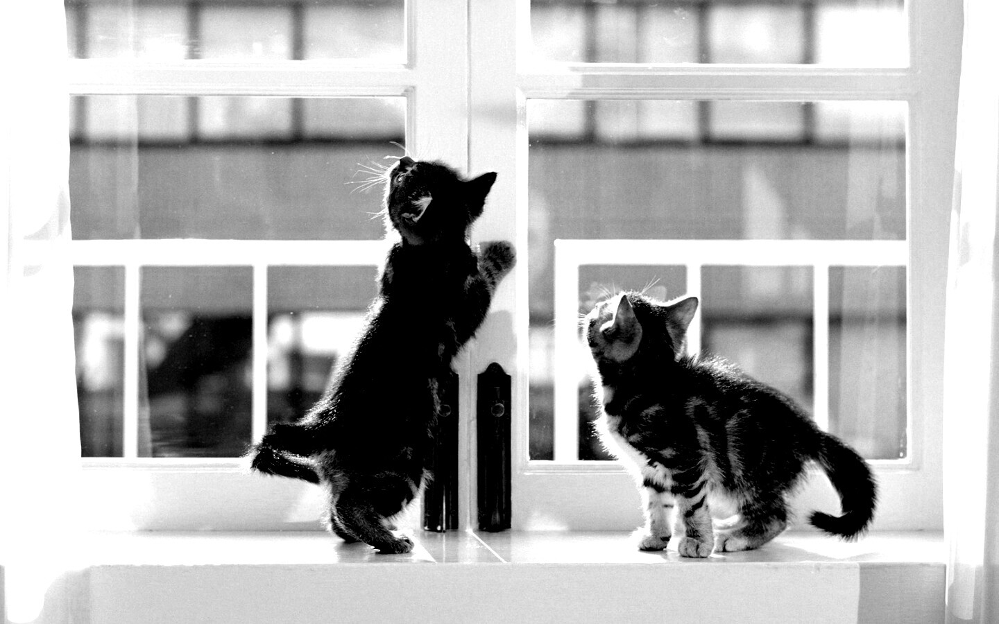 Котята у окна обои