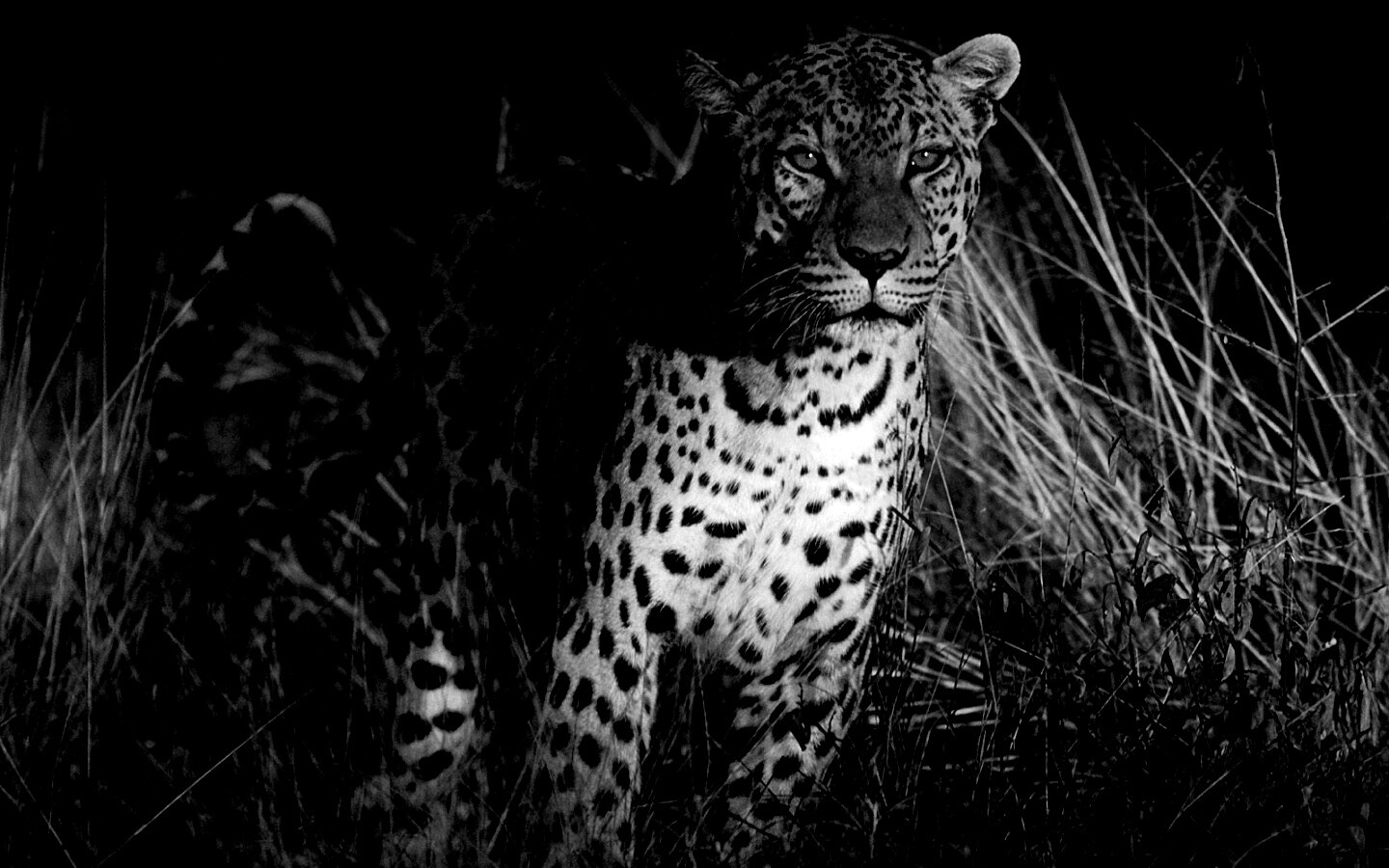 Леопард на охоте обои