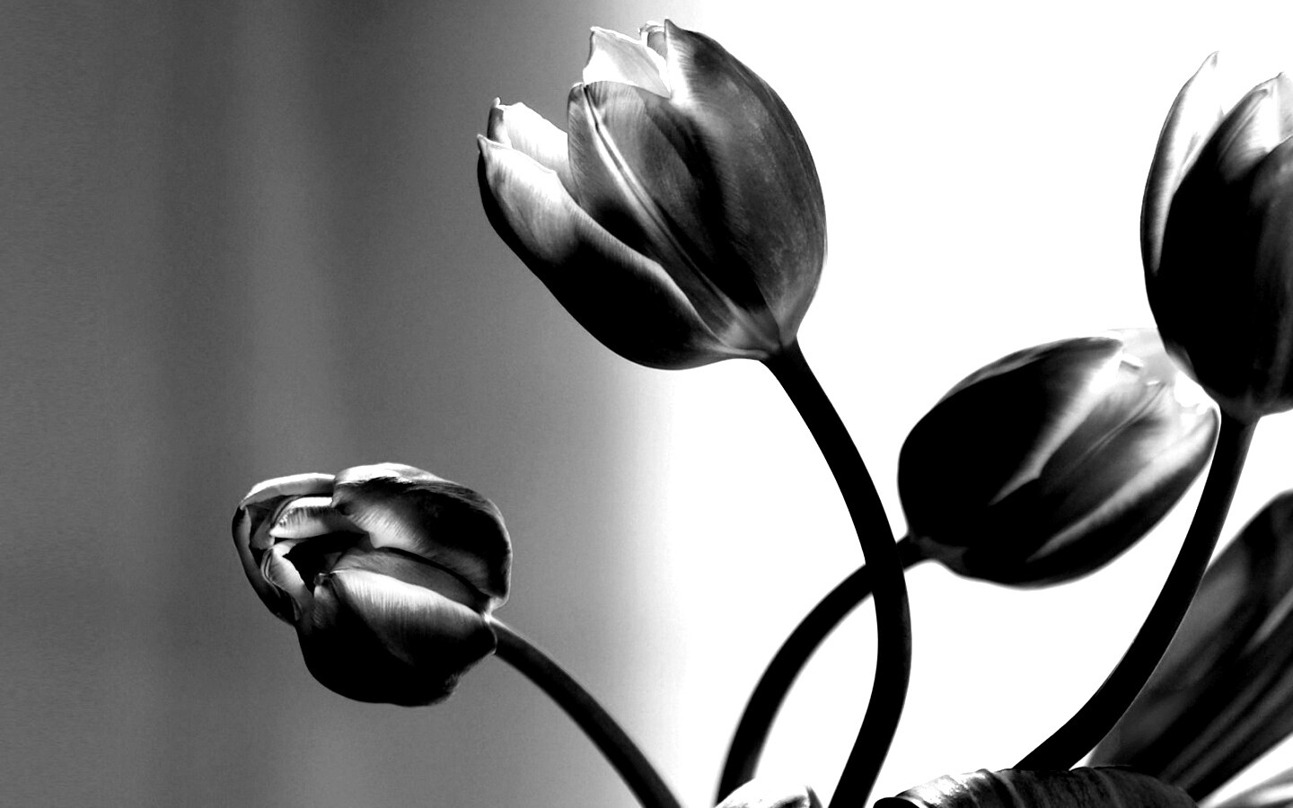 Сиреневые цветы обои