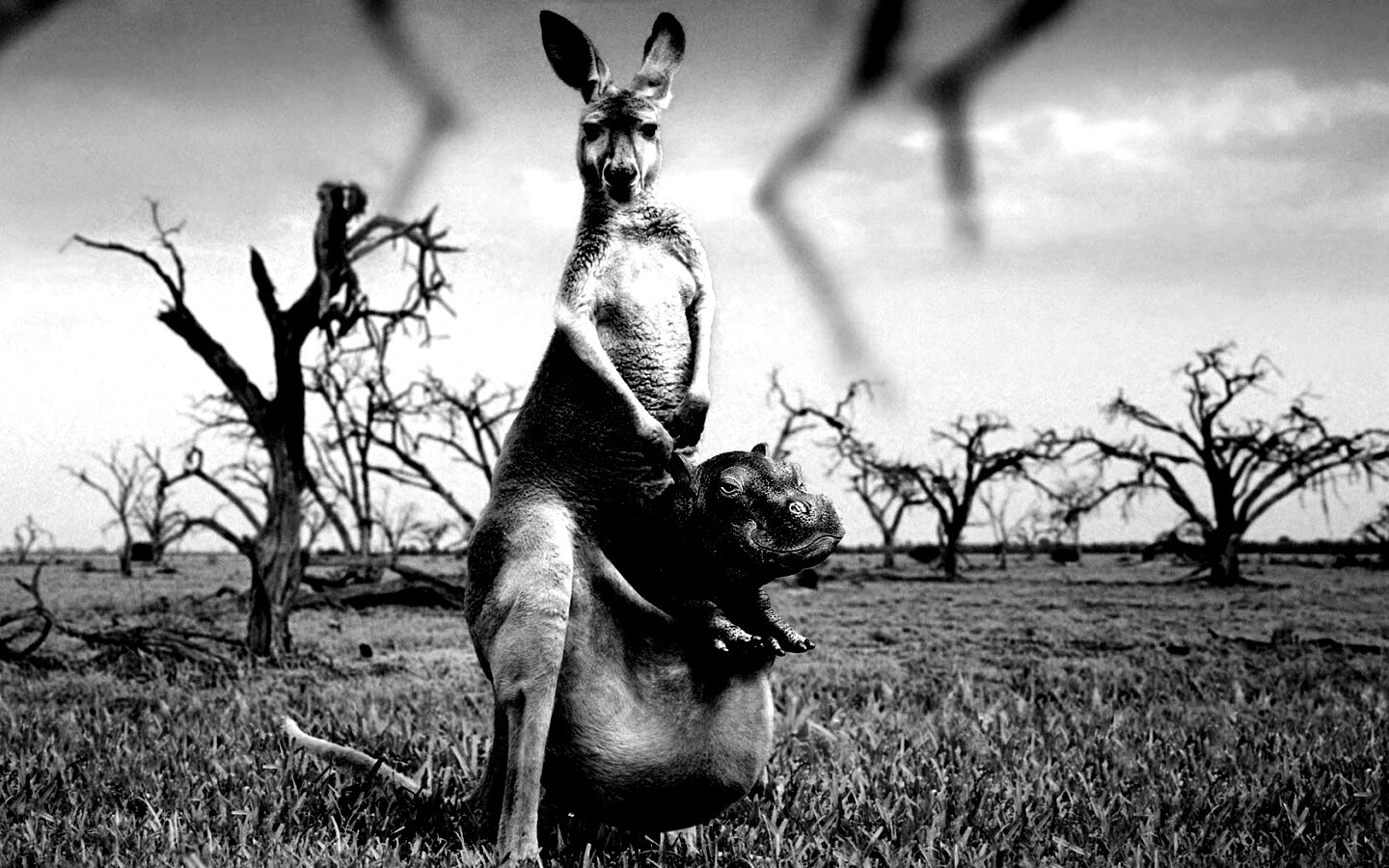 Кенгуру с бегемотом в сумке обои