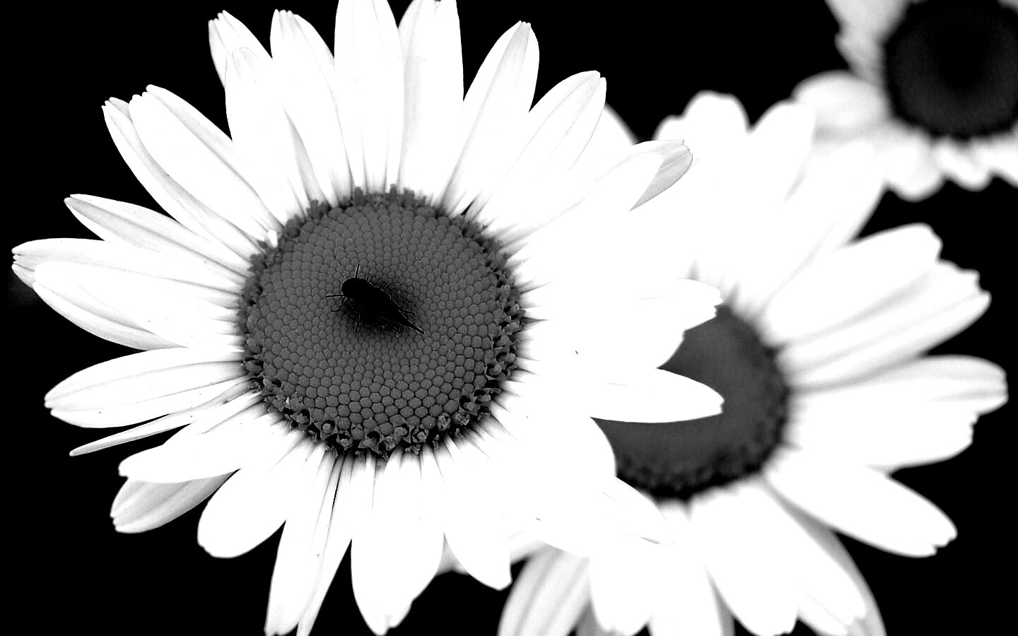 Ромашки обои