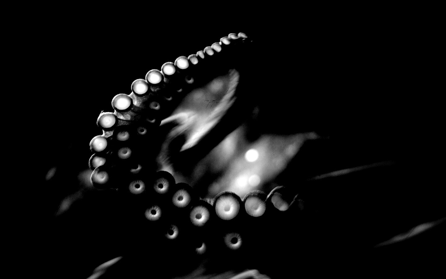 Щупальце обои