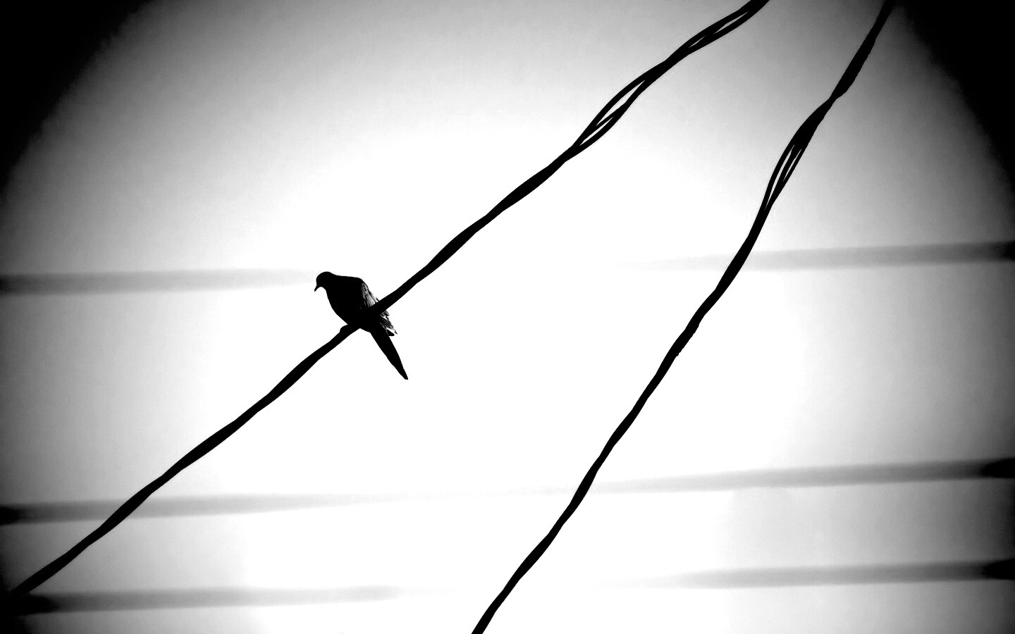 Птица на проводе обои