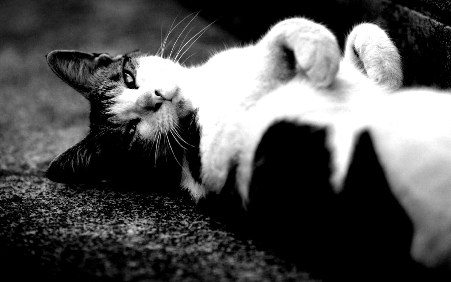 Кот лежит на спине обои