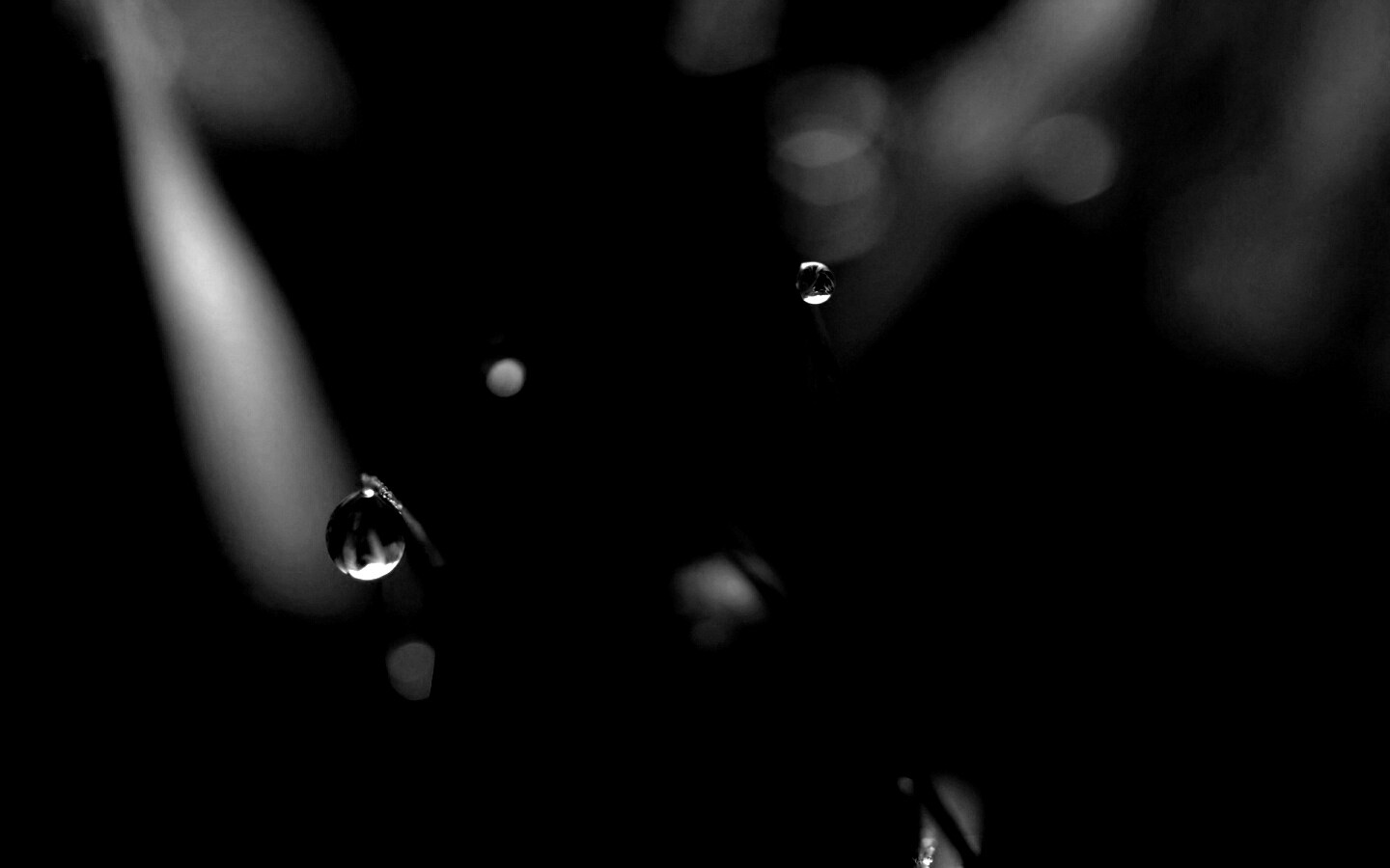 Роса на травинке обои