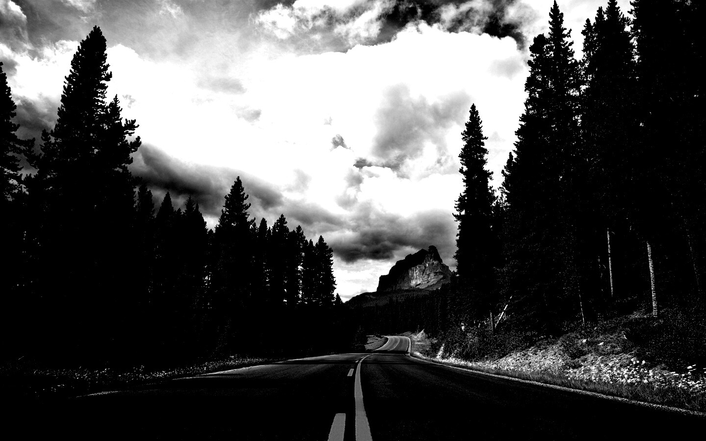 Красивая лесная дорога обои