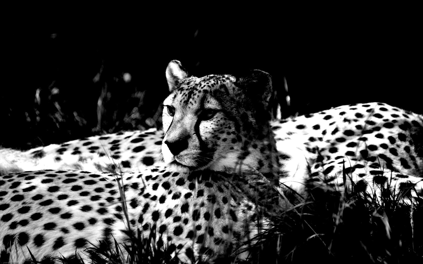 Два изящных гепард в природе обои