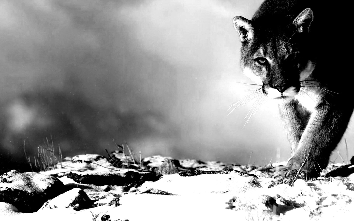 Пума с грозным взглядом обои