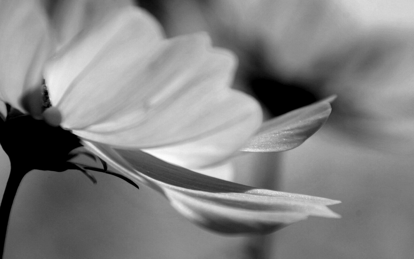 Розовый цветок обои