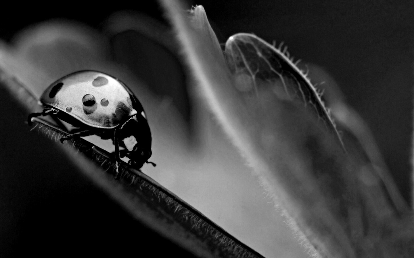 Божья коровка обои