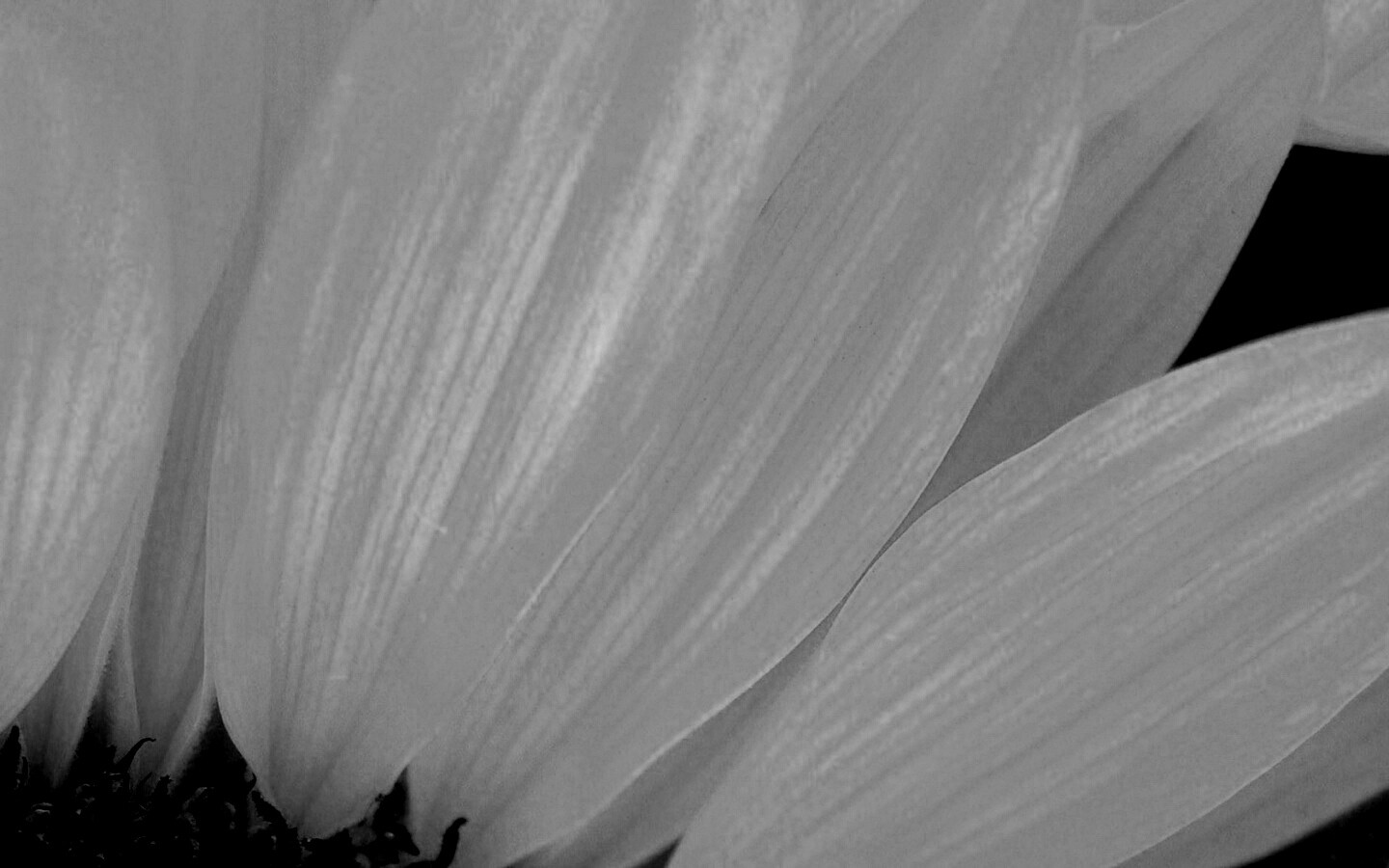 Жёлтый цветок обои